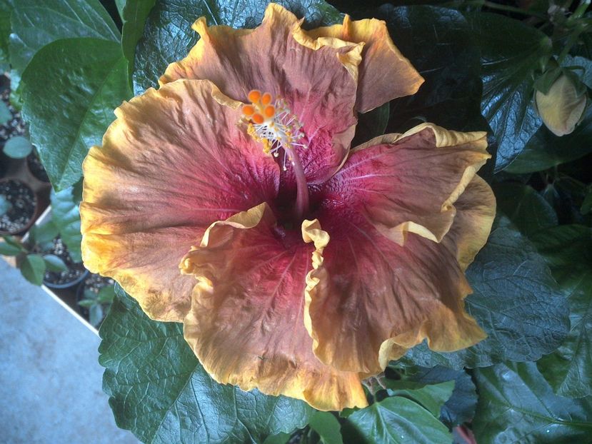 Voodoo Magic - 0Hibiscus in colectie infloriti
