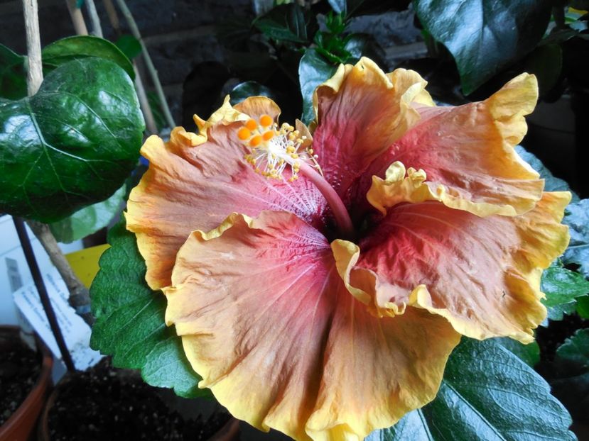  - 0Hibiscus in colectie infloriti