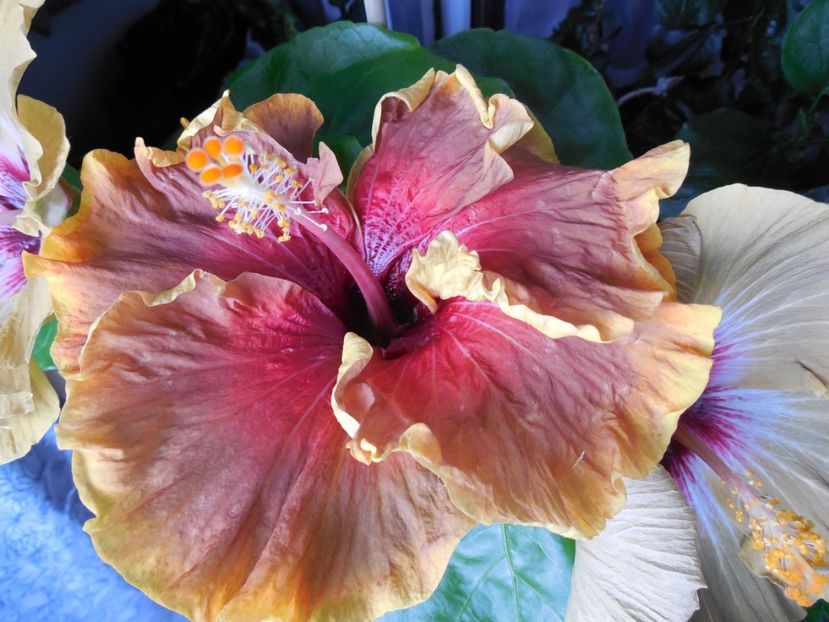 Voodoo Magic - 0Hibiscus in colectie infloriti
