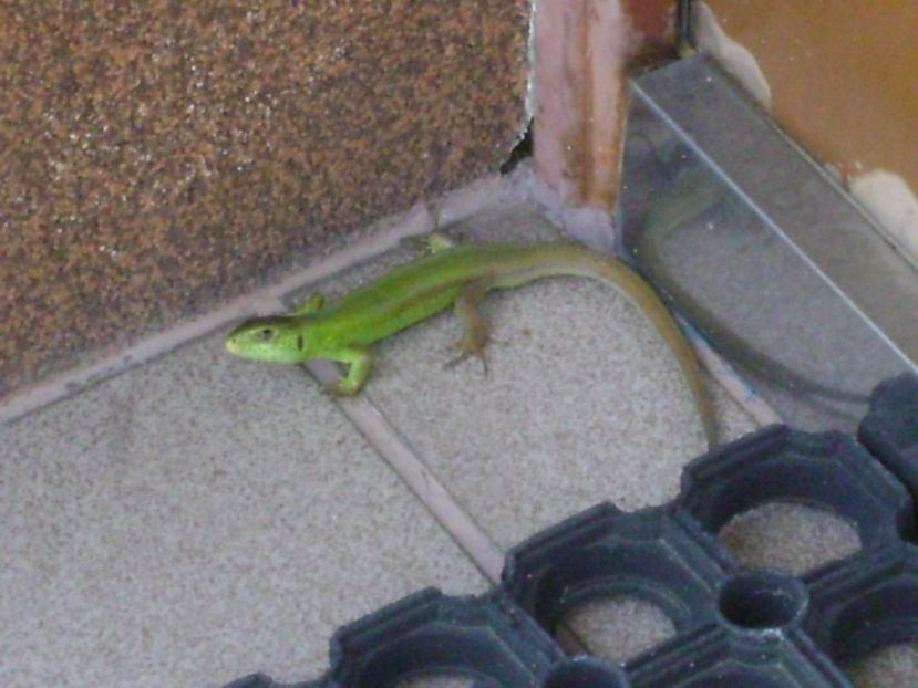 Guster (Lacerta viridis) - r Vara 2016-2017-2018-2019