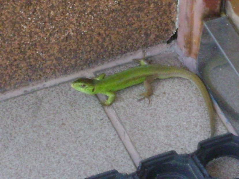 Guster (Lacerta viridis) - r Vara 2016-2017-2018-2019