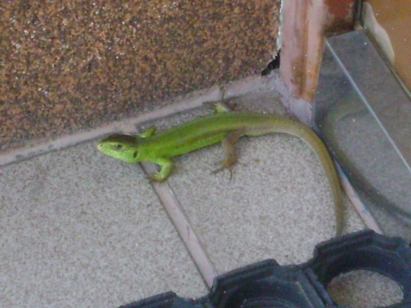 Guster (Lacerta viridis) - r Vara 2016-2017-2018-2019