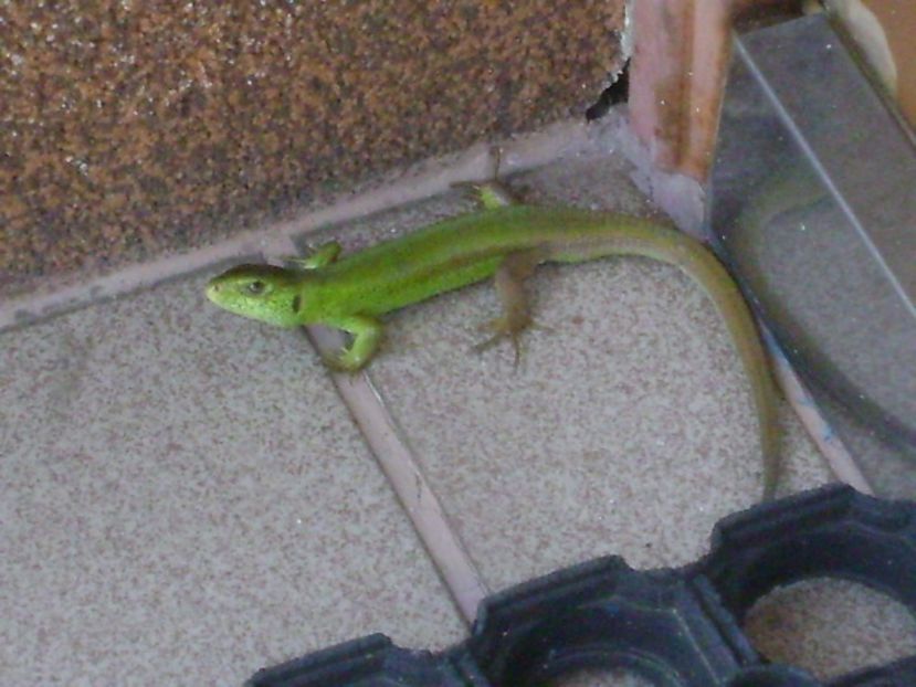 Guster (Lacerta viridis) - r Vara 2016-2017-2018-2019