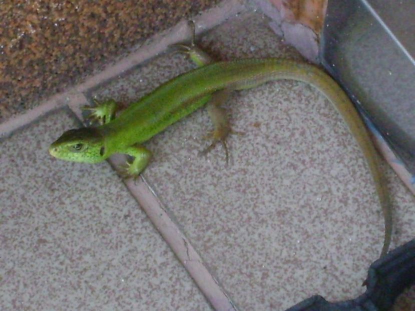 Guster (Lacerta viridis) - r Vara 2016-2017-2018-2019