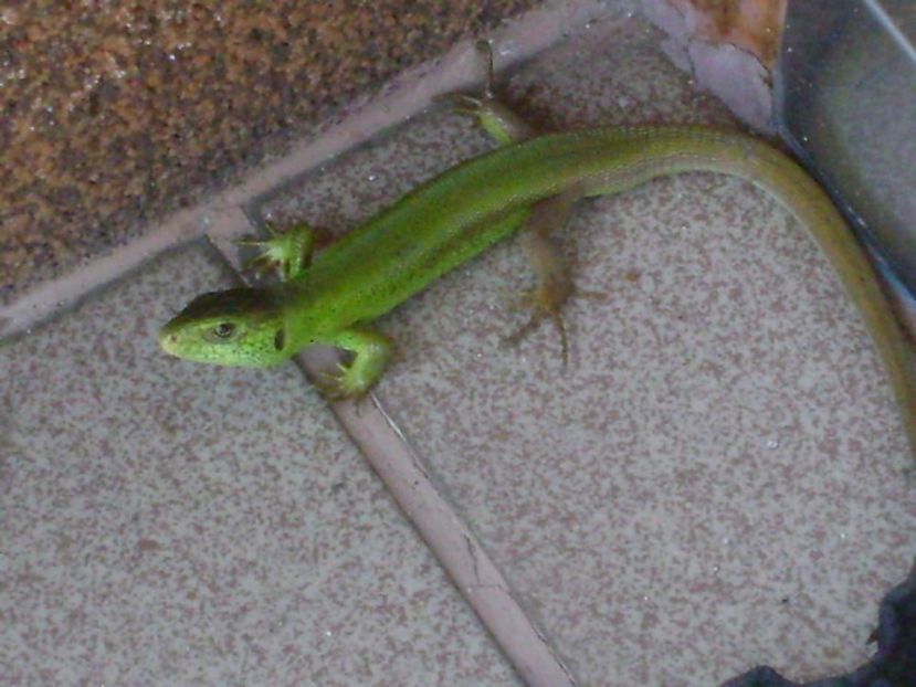 Guster (Lacerta viridis) - r Vara 2016-2017-2018-2019