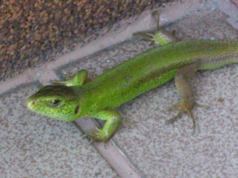 Guster (Lacerta viridis) - r Vara 2016-2017-2018-2019