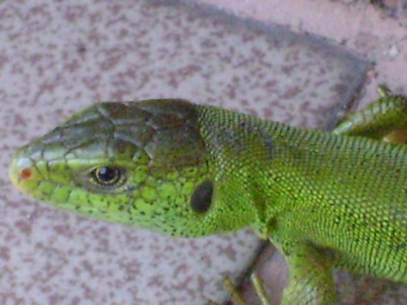 Guster (Lacerta viridis) - r Vara 2016-2017-2018-2019