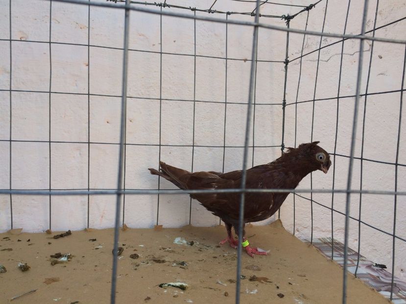 9006  femelă  2017_1 - pui 2017 BM