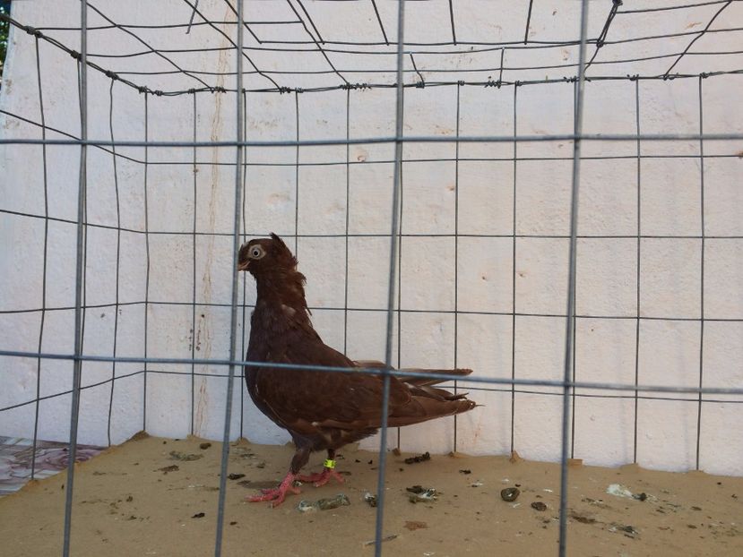 9006  femelă  2017_2 - pui 2017 BM