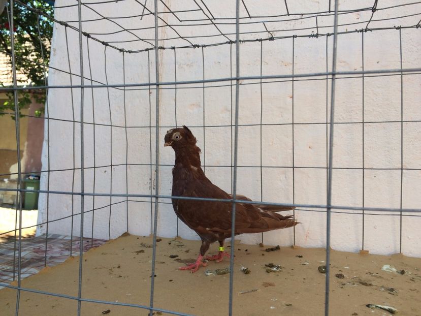 9006  femelă  2017_3 - pui 2017 BM