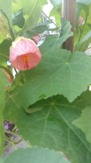 1499277440082-952836308 - 2017 ABUTILON