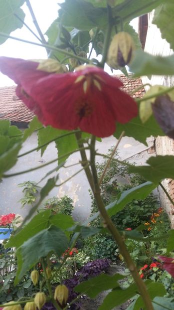  - 2017 ABUTILON