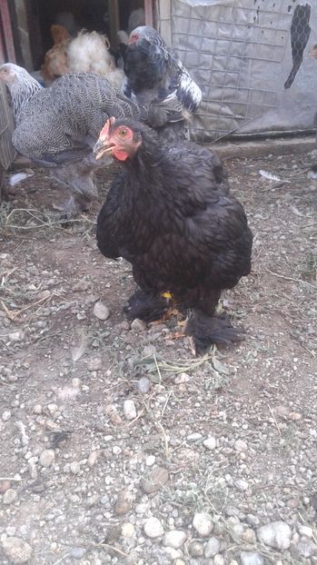  - Conchinchina Negru