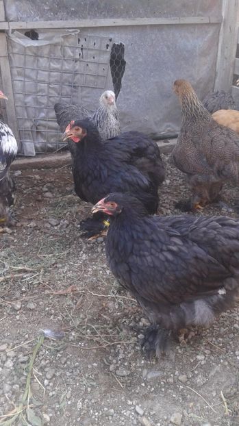  - Conchinchina Negru