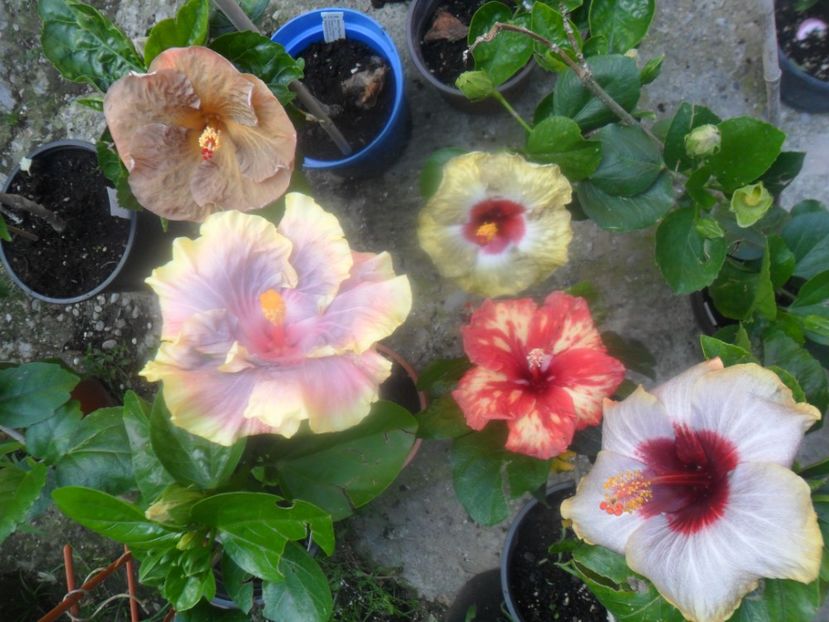  - hibiscusi 2017 3