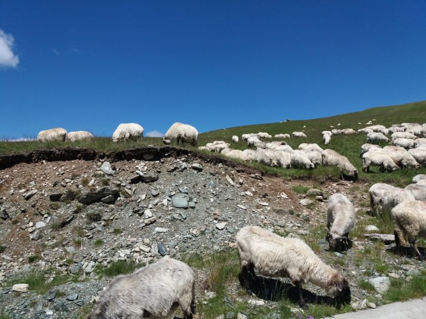  - Transalpina iulie 2017