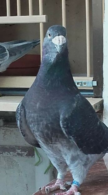  - PENTRU CRESCATORII CARE SE RESPECTA