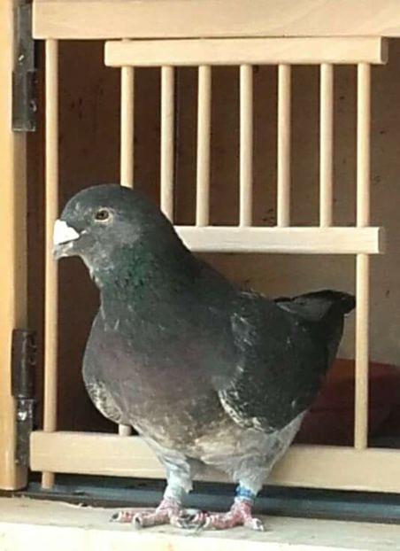  - PENTRU CRESCATORII CARE SE RESPECTA