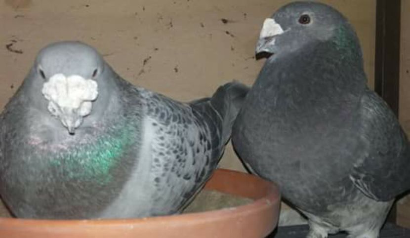  - PENTRU CRESCATORII CARE SE RESPECTA