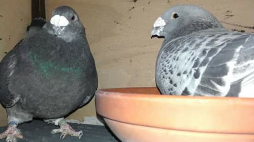  - PENTRU CRESCATORII CARE SE RESPECTA