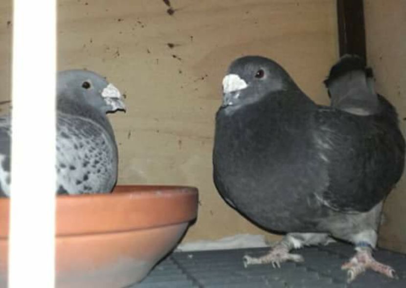  - PENTRU CRESCATORII CARE SE RESPECTA