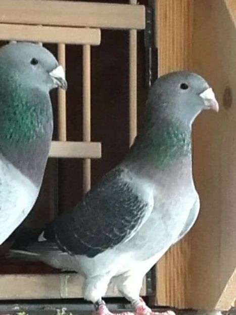  - PENTRU CRESCATORII CARE SE RESPECTA