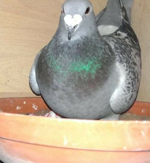  - PENTRU CRESCATORII CARE SE RESPECTA