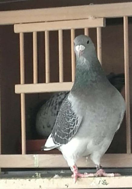  - PENTRU CRESCATORII CARE SE RESPECTA