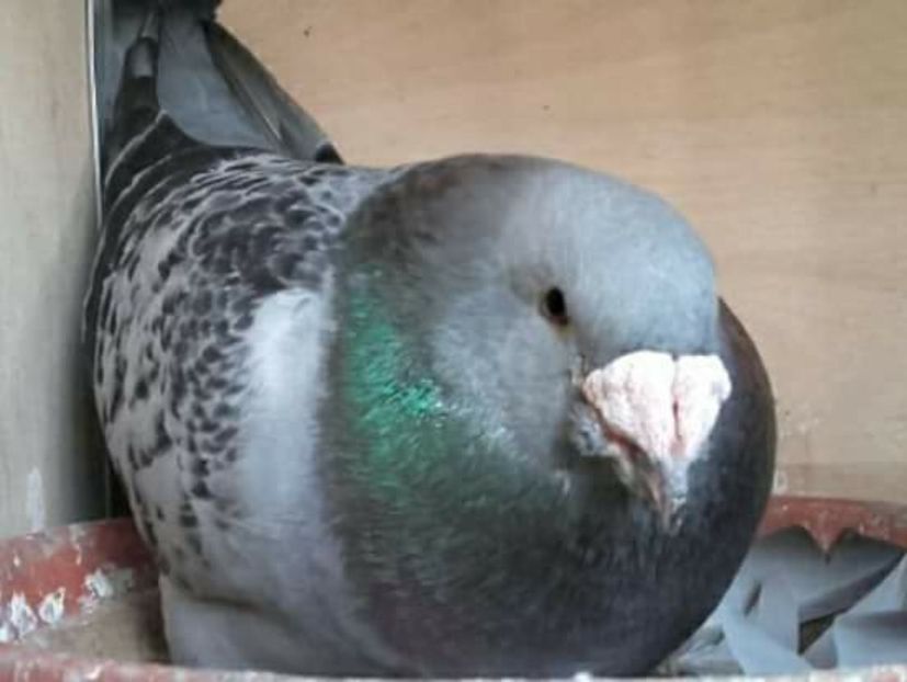  - PENTRU CRESCATORII CARE SE RESPECTA