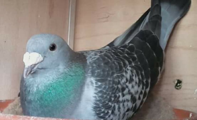  - PENTRU CRESCATORII CARE SE RESPECTA