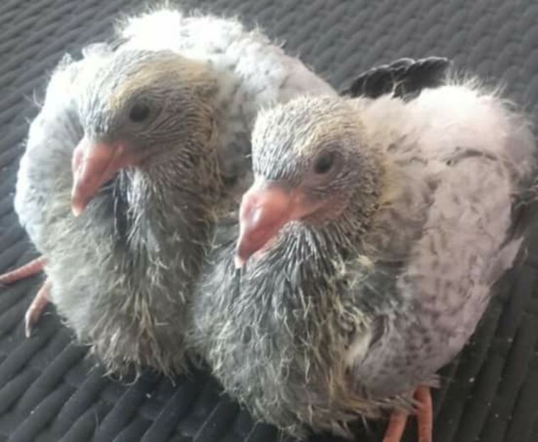  - PENTRU CRESCATORII CARE SE RESPECTA