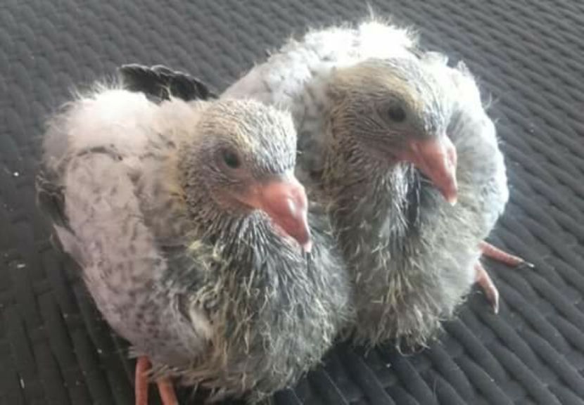  - PENTRU CRESCATORII CARE SE RESPECTA