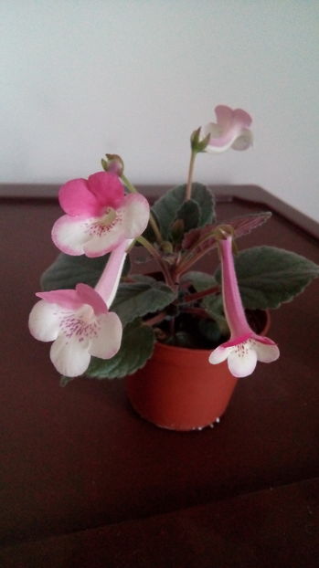  - Mini Sinningia 2017