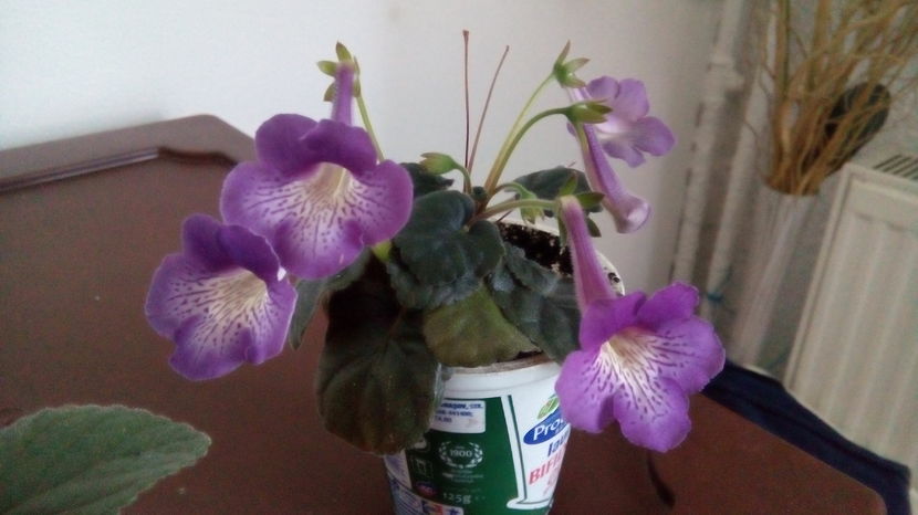  - Mini Sinningia 2017