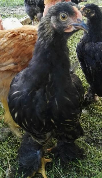  - Cochinchina urias auriu 2017