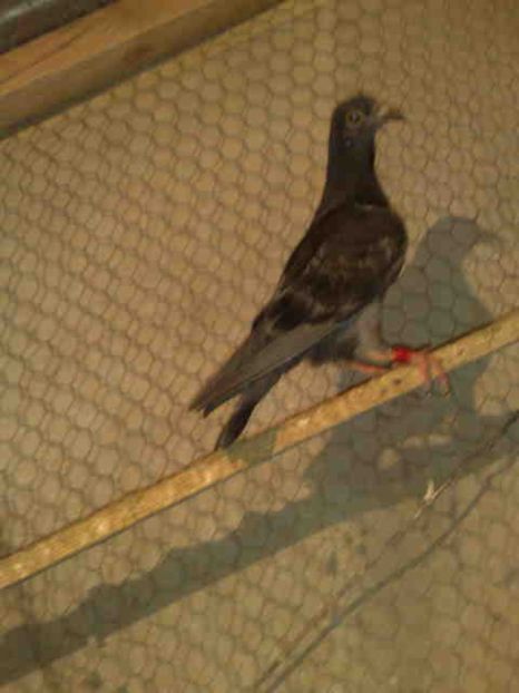 187 - X-Porumbei vinduti