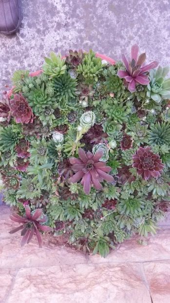  - Sempervivum Iulie 2017