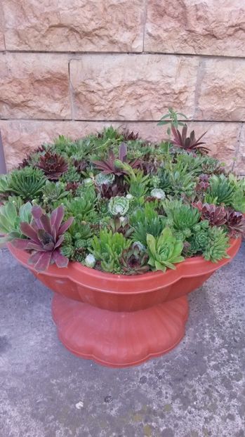  - Sempervivum Iulie 2017