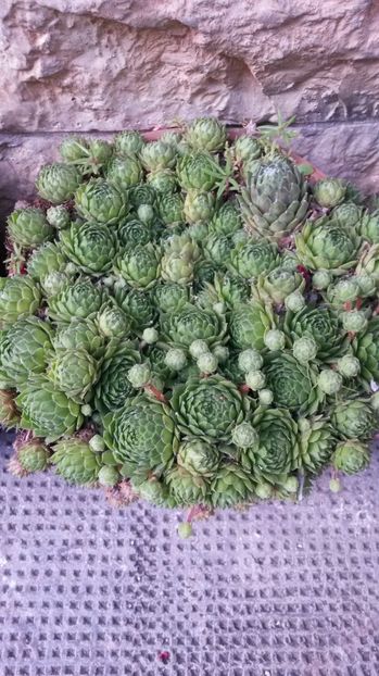  - Sempervivum Iulie 2017