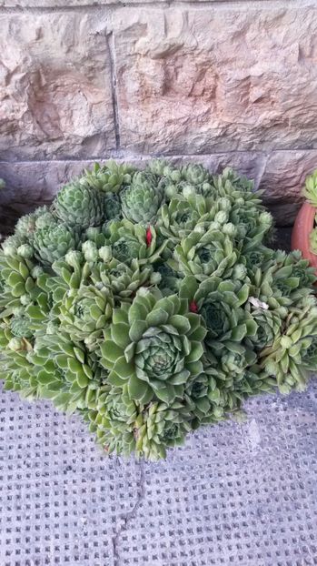  - Sempervivum Iulie 2017