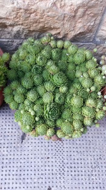  - Sempervivum Iulie 2017