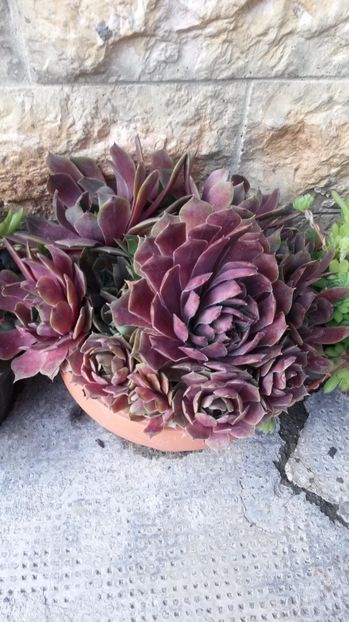  - Sempervivum Iulie 2017