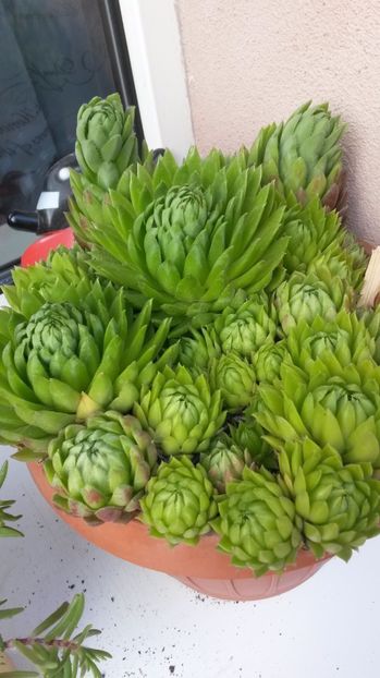  - Sempervivum Iulie 2017