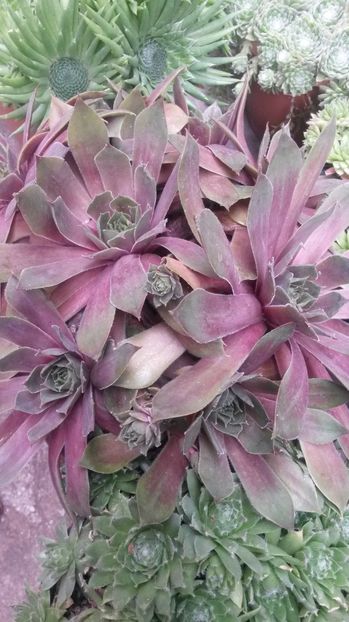 1 - Sempervivum Iulie 2017