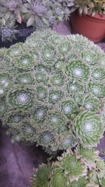 3 - Sempervivum Iulie 2017