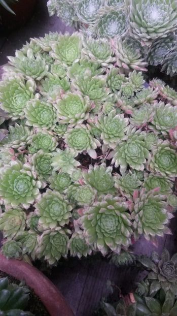 4 - Sempervivum Iulie 2017