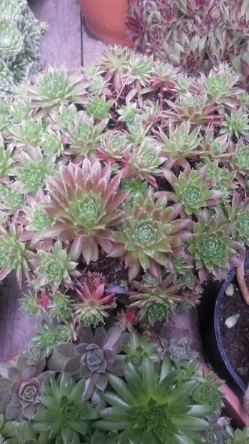 5 - Sempervivum Iulie 2017