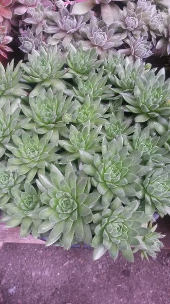 6 - Sempervivum Iulie 2017