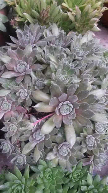 7 - Sempervivum Iulie 2017