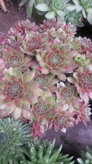 8 - Sempervivum Iulie 2017